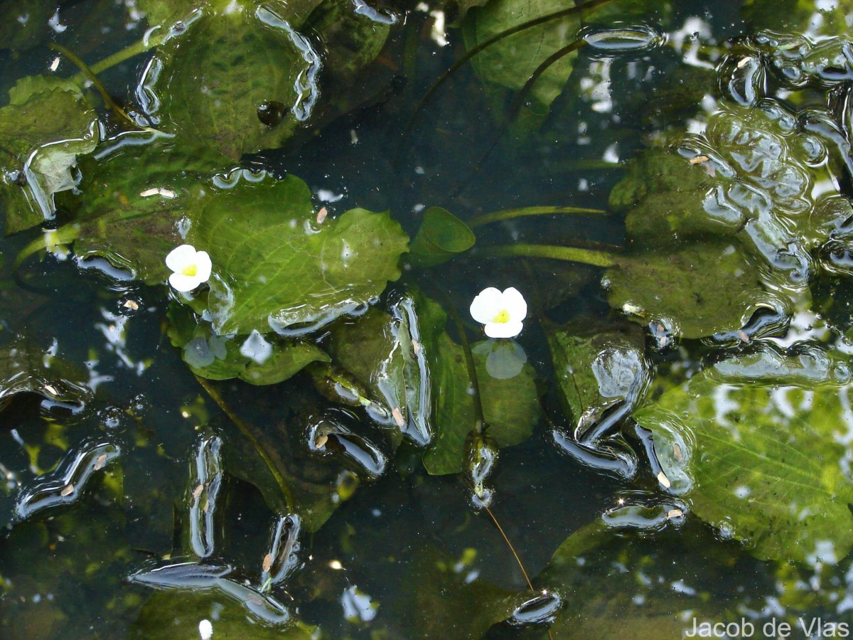 Ottelia alismoides (L.) Pers.